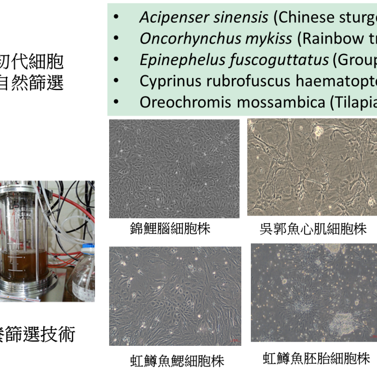 非基改永生化魚類細胞株 Non-genetically modified immortalized fish cell lines