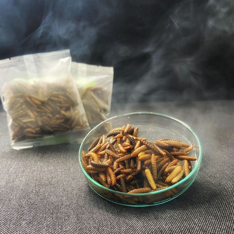 Frozen black soldier fly larvae