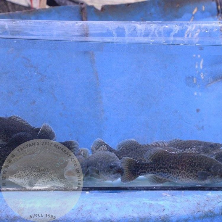 墨瑞鱈魚苗 Murray Cod Fingerlings