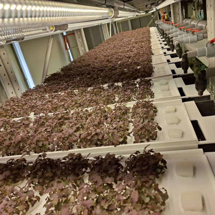 室內垂直式水耕栽種植物工場