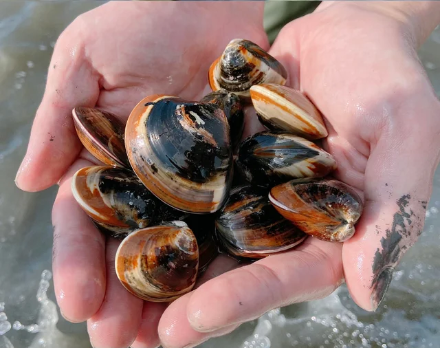 Super sweet Tainan clams