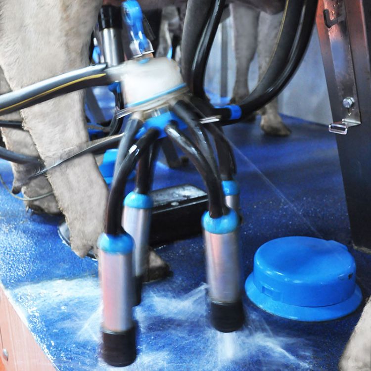 同步脈動榨乳系統 Dairymaster