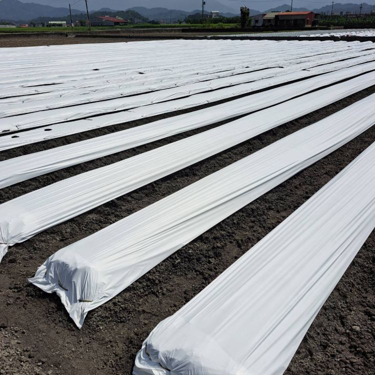 袂燒根降溫膜/Cooling film