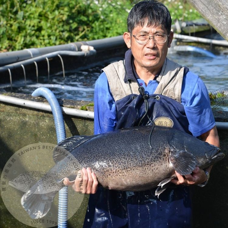 墨瑞鱈大魚 Murray Cod Big Fish