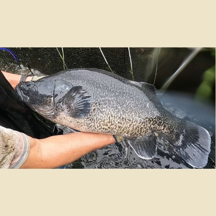 墨瑞鱈魚種魚 Murray cod broodstock
