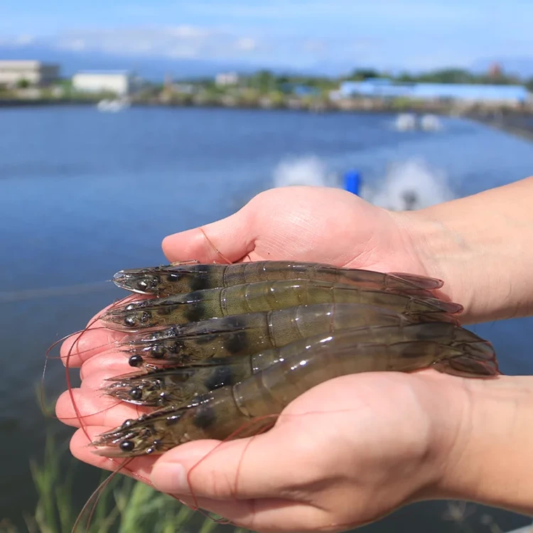 天蘊蝦 台灣東岸海水專養白蝦