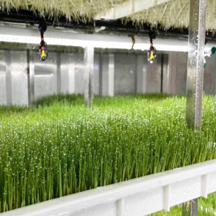 AI霧培牧草工廠