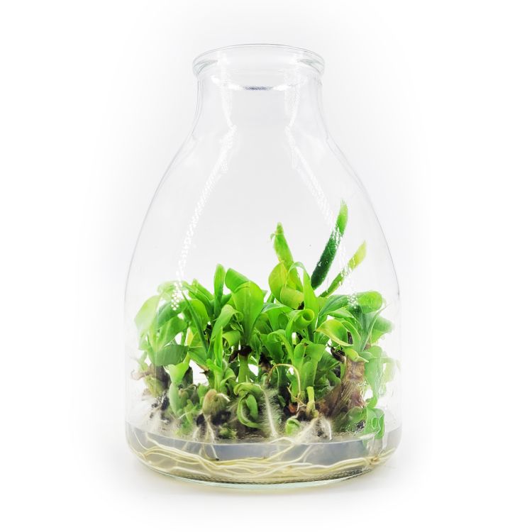 Healthy Banana Seedlings