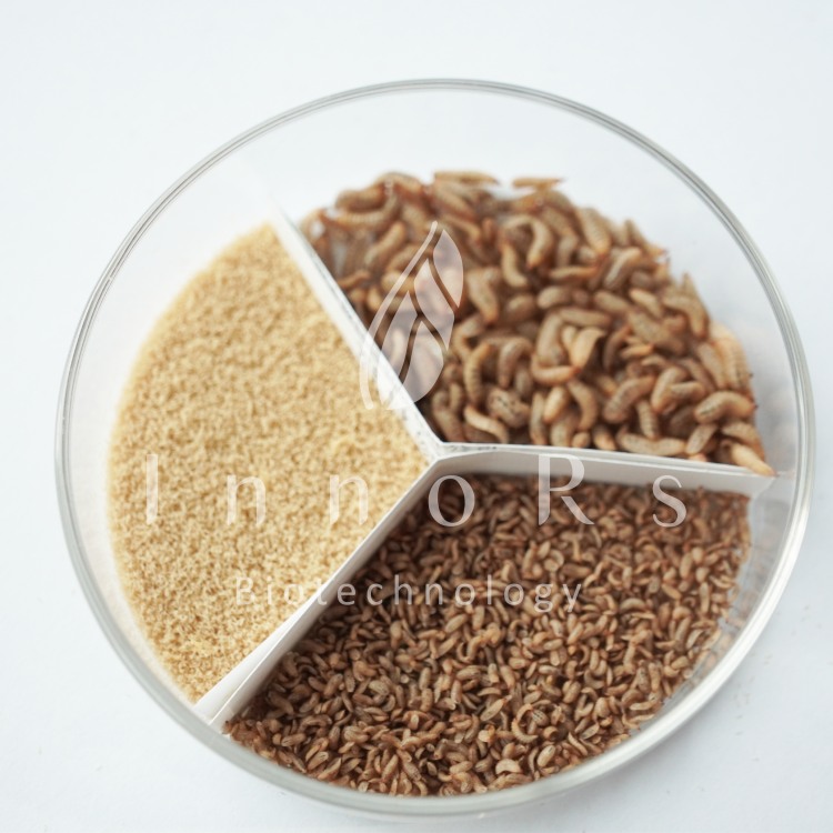 Black Soldier Fly Larvae(Living)