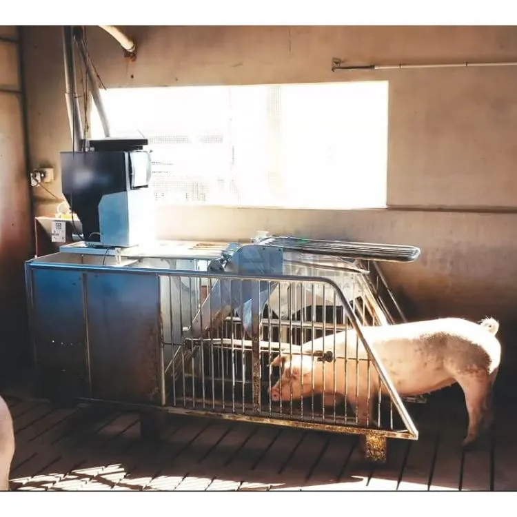 母豬懷孕群養個飼系統 Walk-In ESF