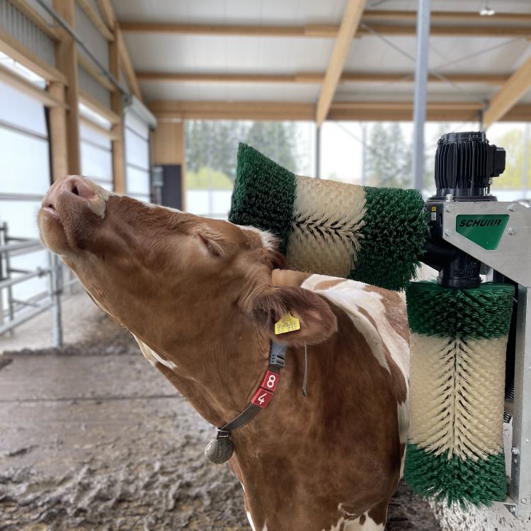 德國雙刷刷背機 Schurr