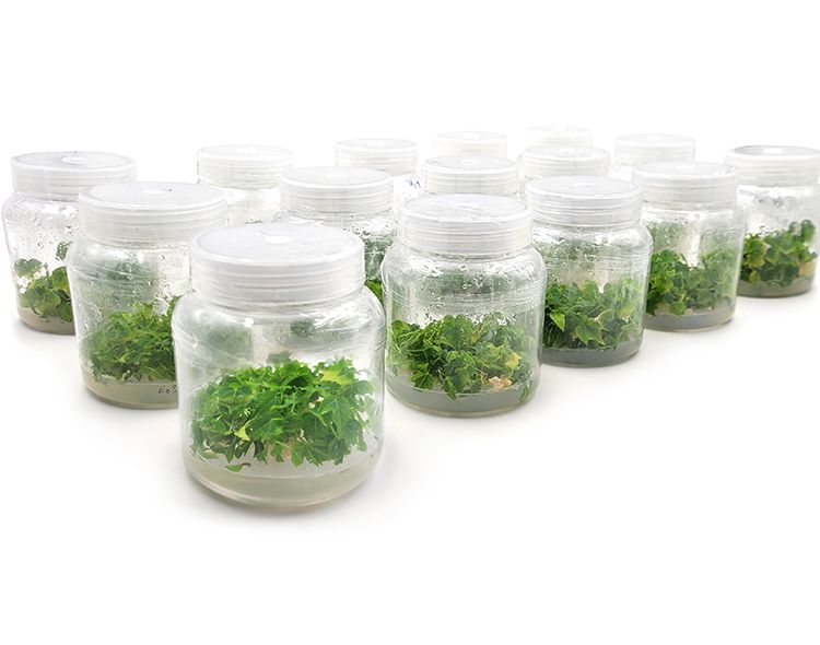 Healthy Papaya Seedlings