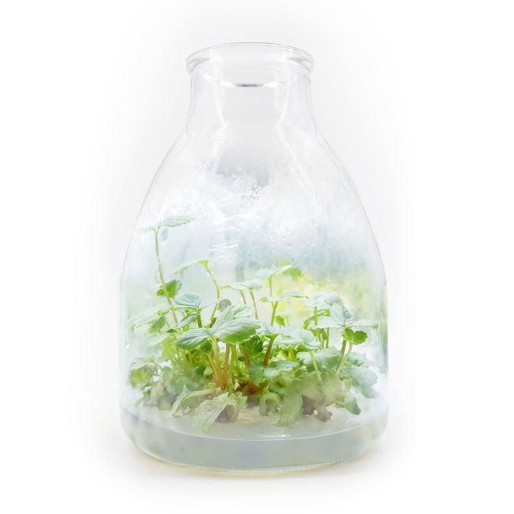 Healthy Strawberry Seedlings