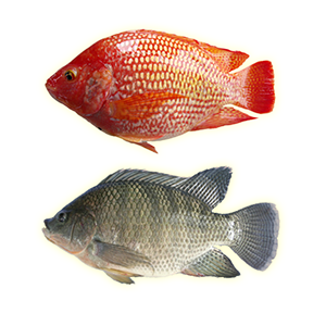 Taiwan Tilapia