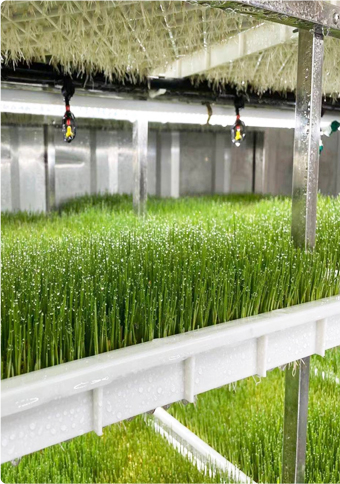 AI-controlled aeroponic forage factory