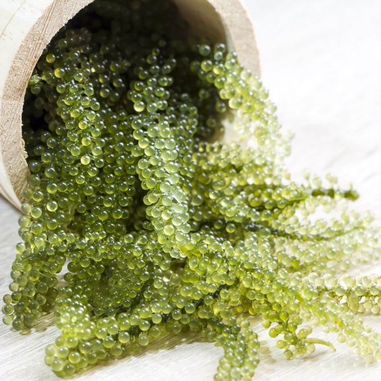 【Mr.Lee】生鮮海葡萄