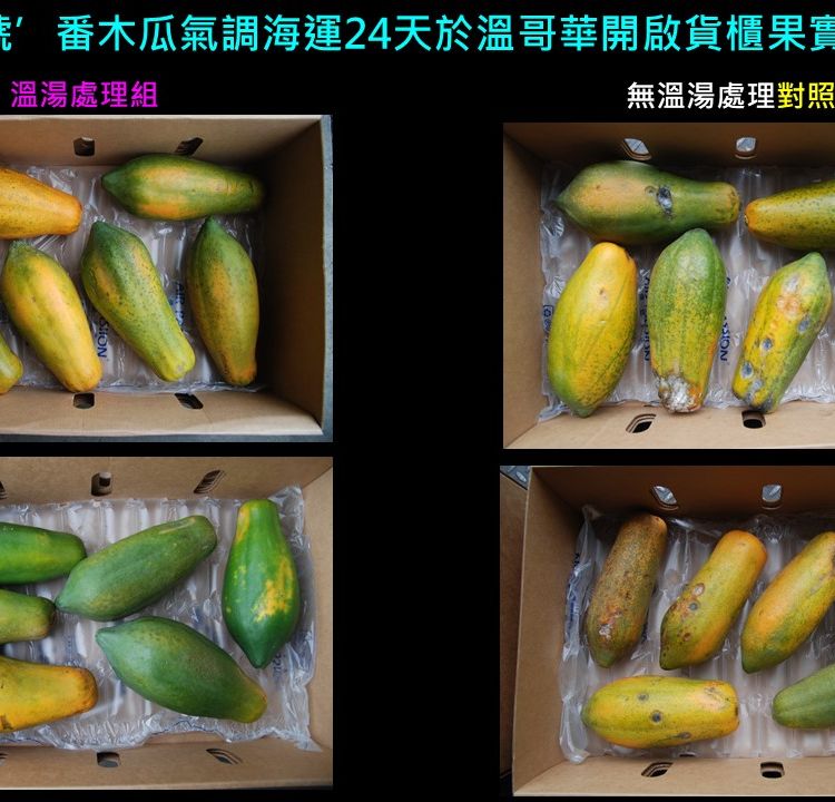 Sea-freight export technology for papaya to Canada