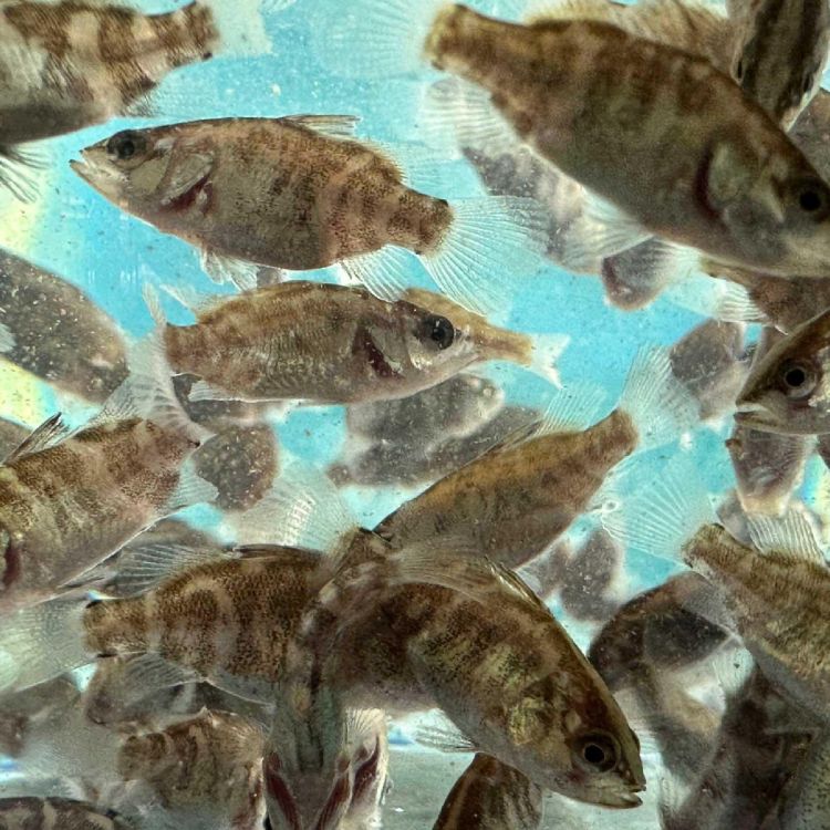 健康抗病毒魚苗