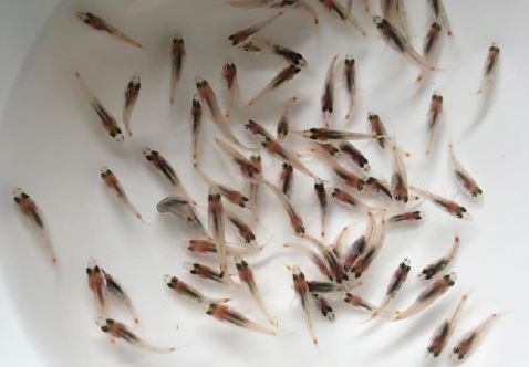 健康抗病毒魚苗