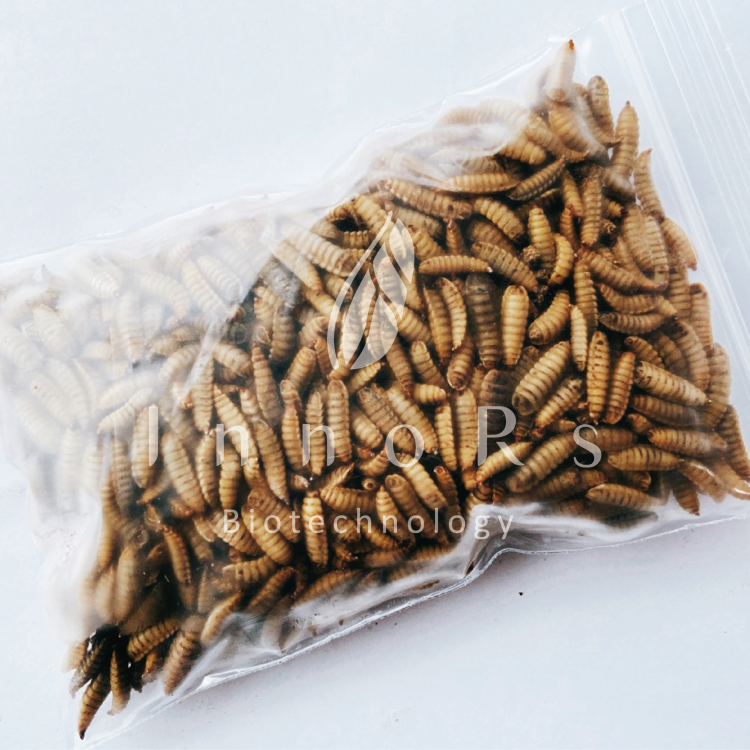 黑水虻冷凍蟲磚  Frozen BSFL