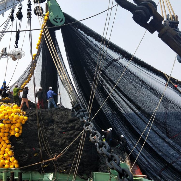 Purse Seine Net