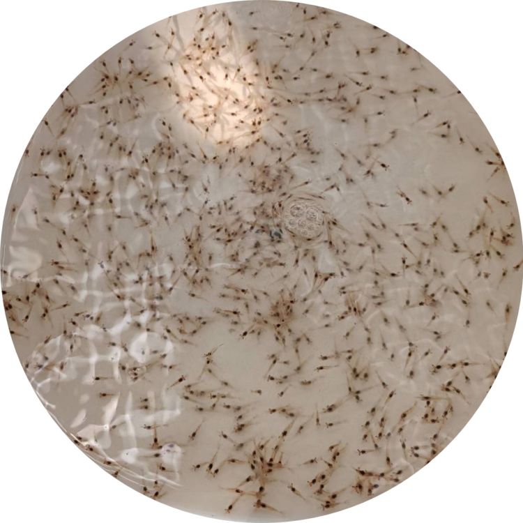 Healthy mostly-male giant river prawn juveniles (1-month-old)