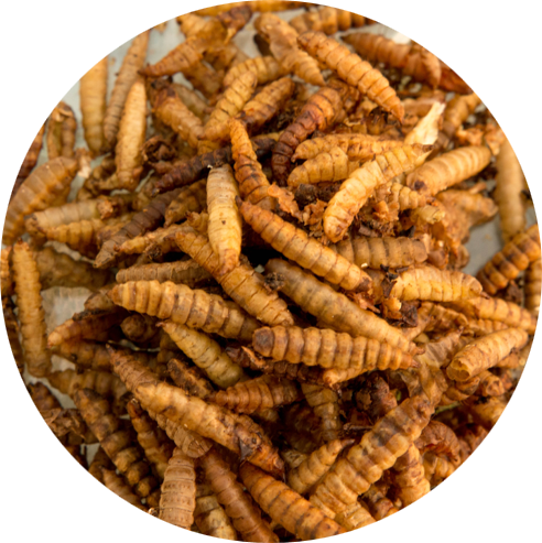 原料 - 水虻蟲乾 / Raw materials - Dried black soldier fly