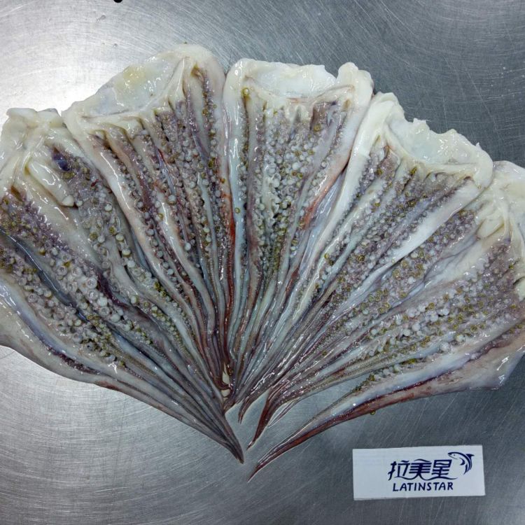 🦑秘魯大魷魚鬚