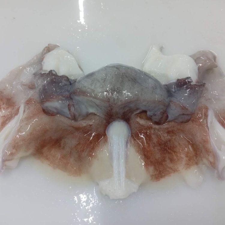 🦑秘魯大魷魚頸