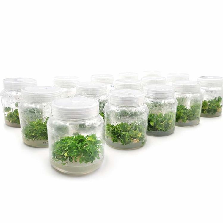 Healthy Papaya Seedlings
