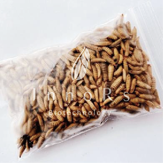 Frozen Black Soldier Fly Larvae