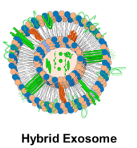 (1)	外泌體凍存技術與敷料醫材 (2)	典型豬瘟mRNA疫苗與佐劑 (3)	分泌型異體細胞移植保護技術