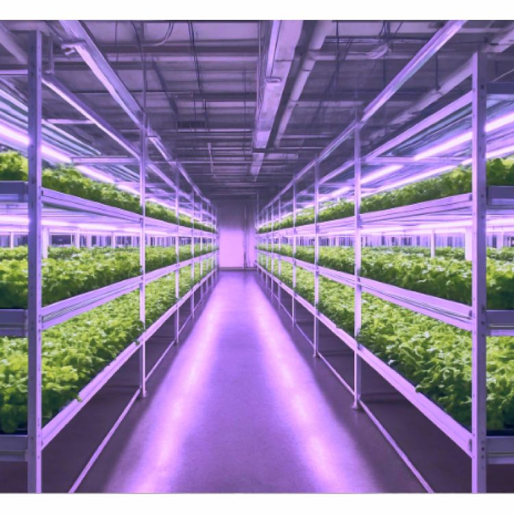 植物工廠
