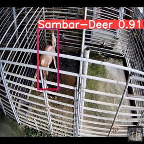 臺灣水鹿監測應用