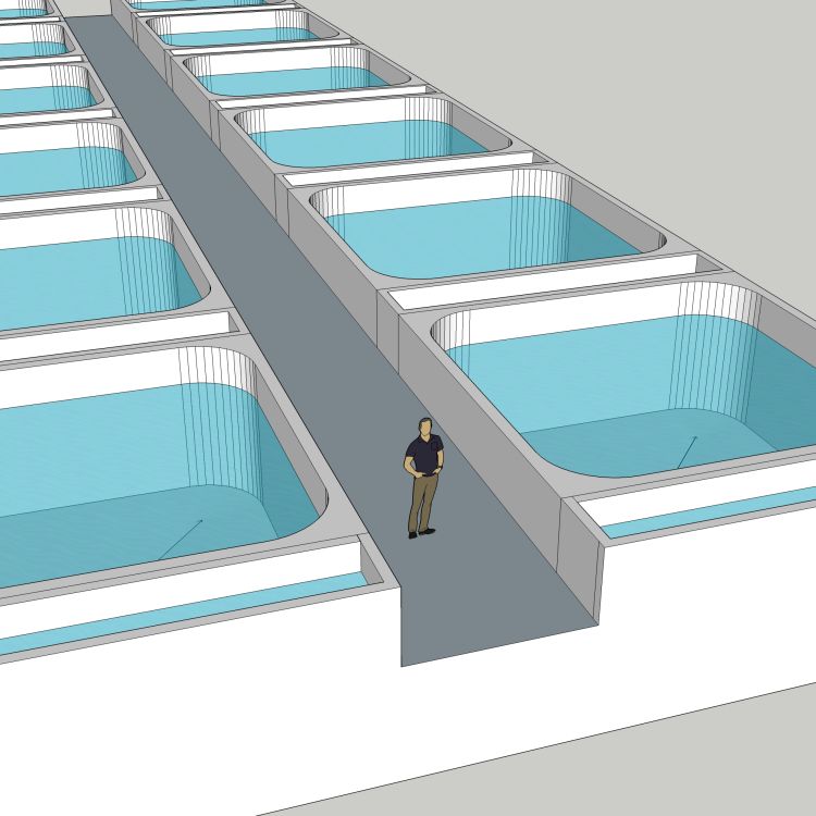 墨瑞鱈養殖技術