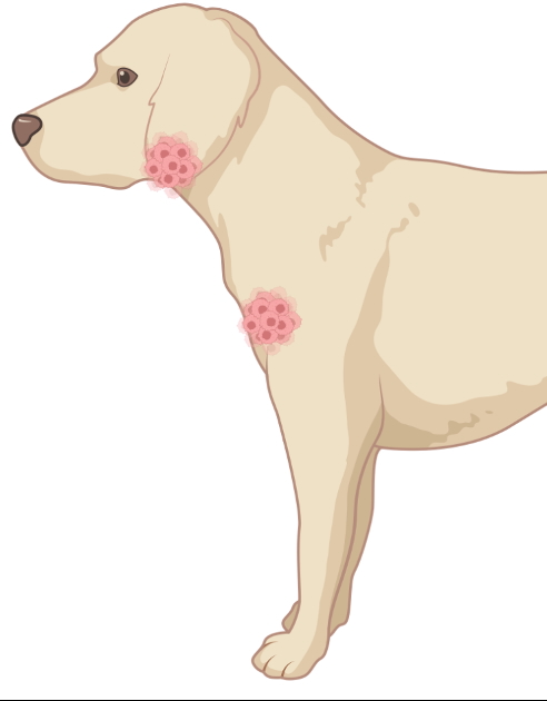 犬淋巴瘤免疫表現型鑒定