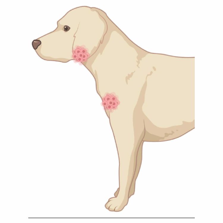 犬淋巴瘤免疫表現型鑒定