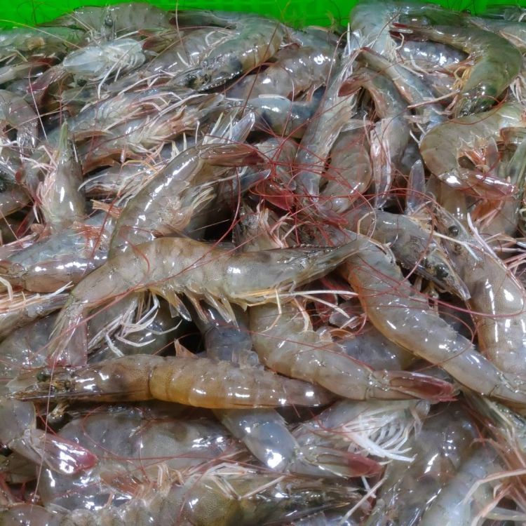 優質水產品-白蝦