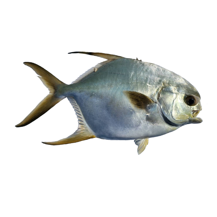 海寶龍｜紅杉 (Snubnose Pompano)