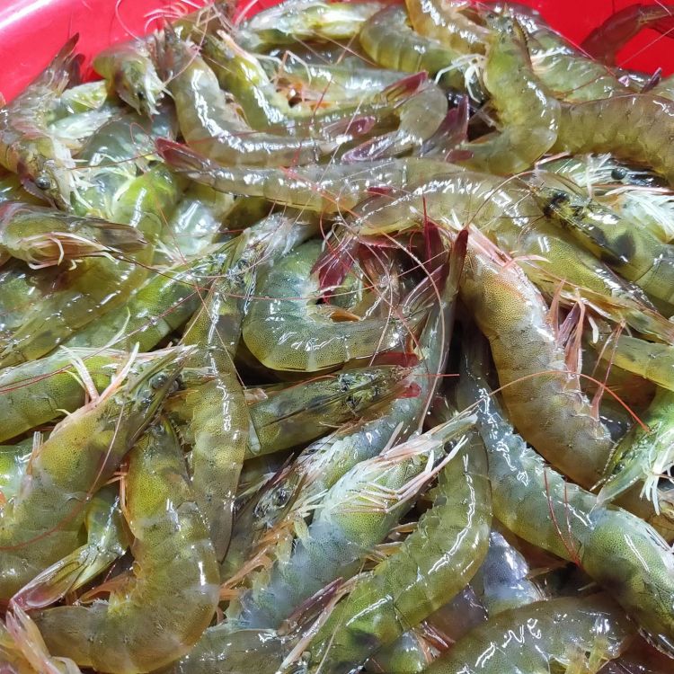 Hu Family Non-toxic White Shrimp