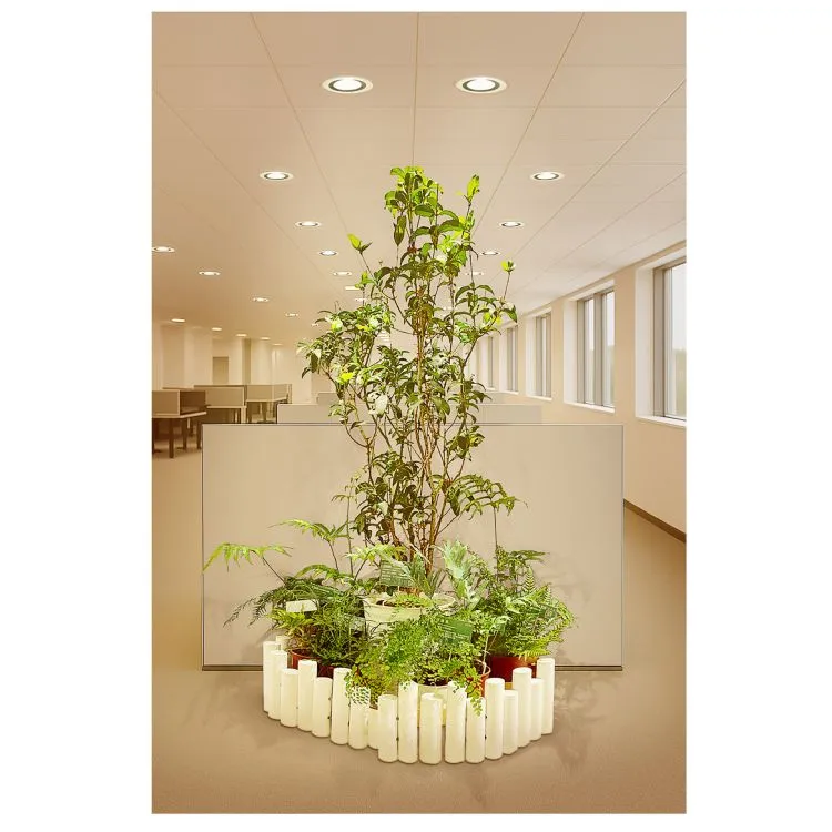 OURA ARK 花開富桂  Micro Forest-2