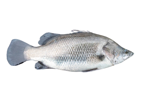 優質水產品-金目鱸