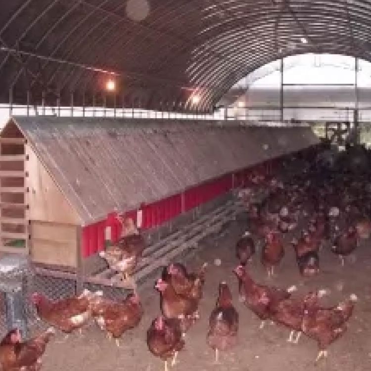 Egg Collection Equipment