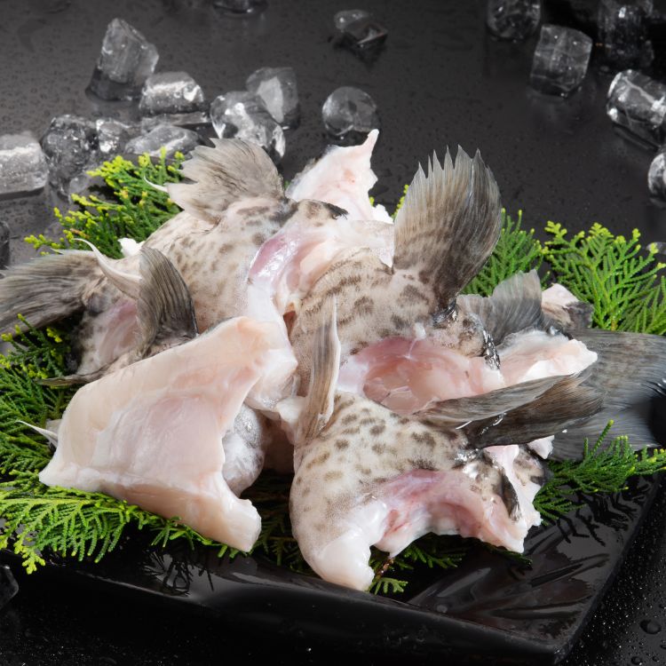 Murray cod Fish jaw