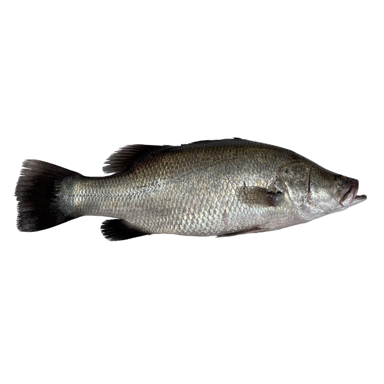 海寶龍｜Sea Bass (鱸魚)