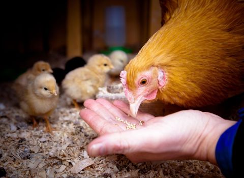 The 4th Animal Precision Nutrition International Forum Taiwan 2024