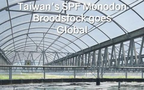 Pride of Taiwan: SPF P. monodon broodstock enters the global market