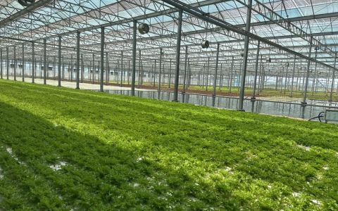 高密度水耕蔬菜工廠、營養液管理、超微細氣泡與新加坡城市農業合作機會