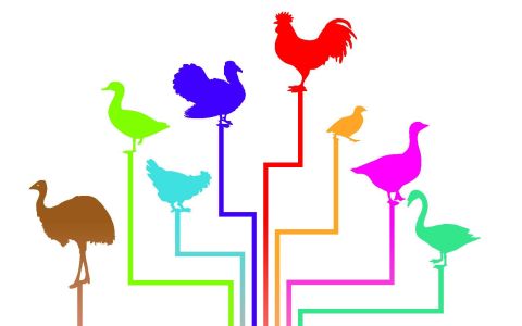 《2023台灣家禽統計手冊》摘要