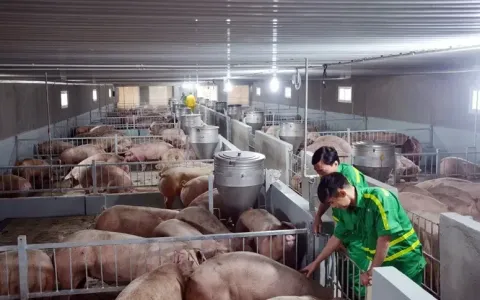 Establishing disease-free zones: Sustainable livestock development